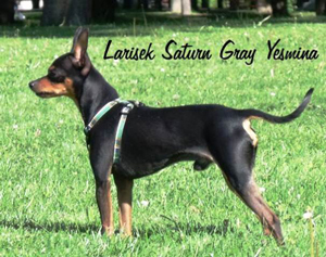 LARISEK SATURN GRAY YESMINA