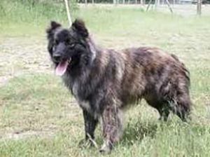 PYRENEJSKÝ OVČIAK KRÁTKOSRSTÝ
