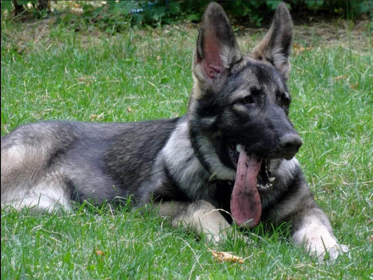 Východoeurópsky ovčiak