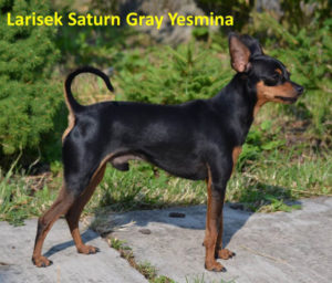 Inzercia Pražský krysařík LARISEK SATURN GRAY YESMINA