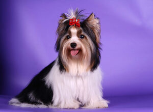 BIEWER YORKSHIRE TERRIER