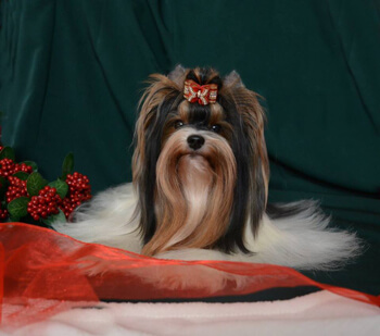 Biewer Yorkshire Terrier