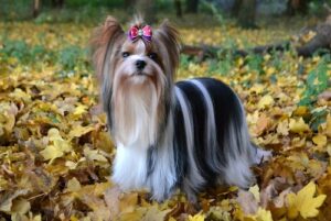 GRETTA GARBO Anzhe Airis