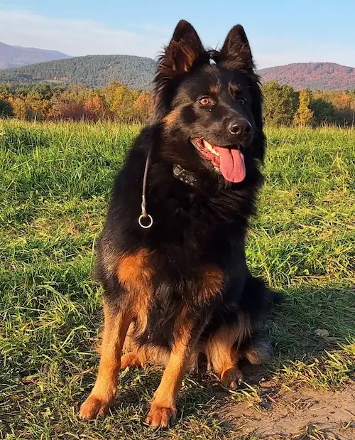 Eddy Winston Perro Listo