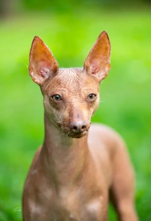 Apokalypsa per aspera ad felicitas